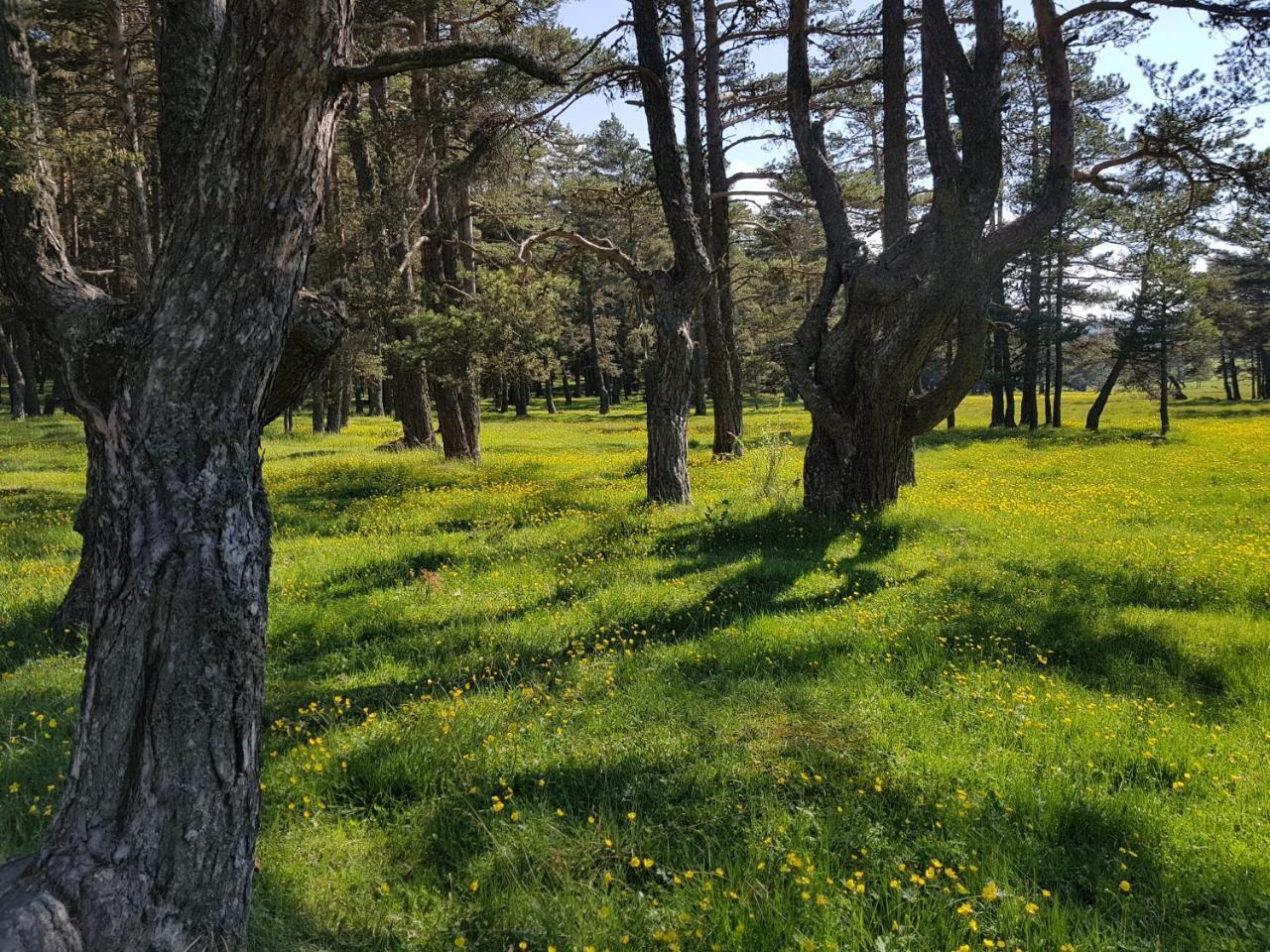 מלון Bolu Adya מראה חיצוני תמונה